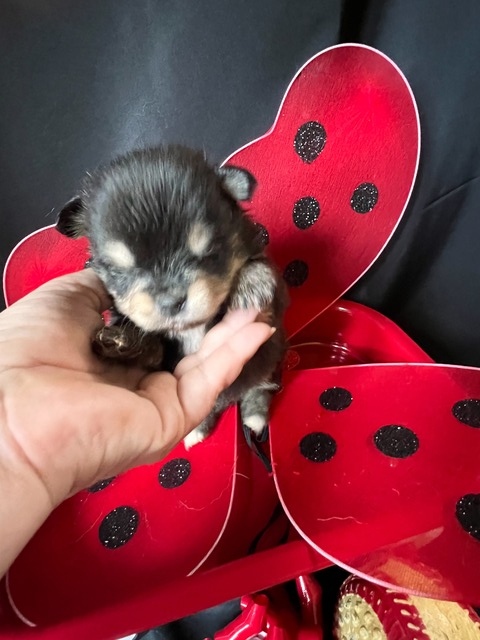 Male Micro Mini Husky