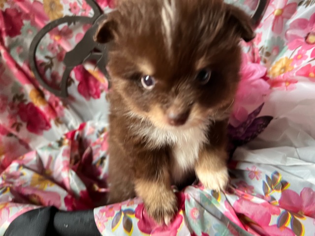 Chocolate and White Pomsky female micro